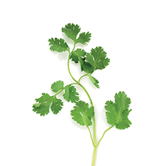 cilantro