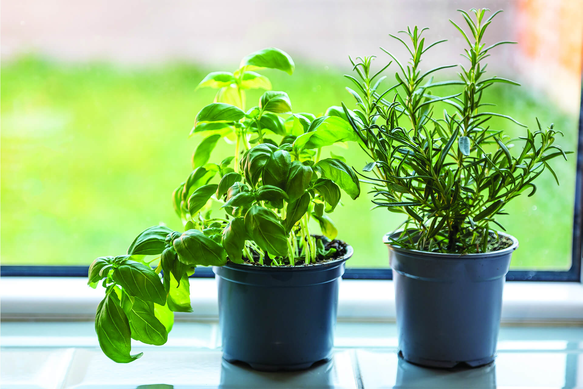 Tips & Tricks for Storing Fresh Herbs