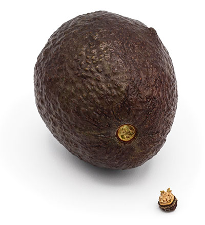 Avocado_overripe-stem