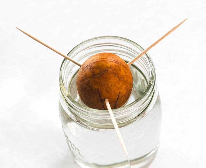 avocado seed